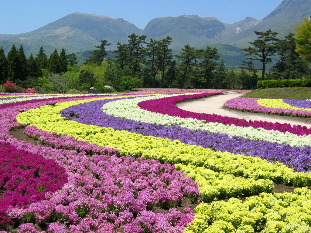 ぼくの出会った風景 ハウステンボス Huis Ten Bosch くじゅう花公園 姫金魚草 ビオラ