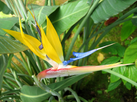 松江イングリッシュガーデン_温室の花々
