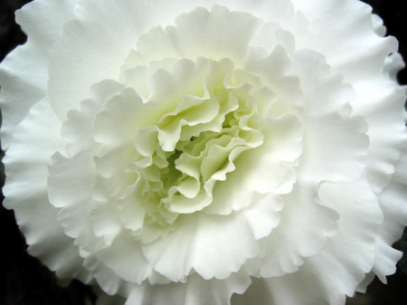 松江イングリッシュガーデン_温室の花々