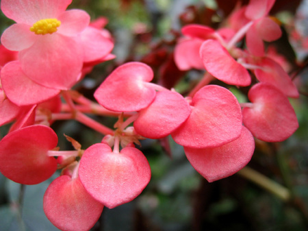 松江イングリッシュガーデン_温室の花々