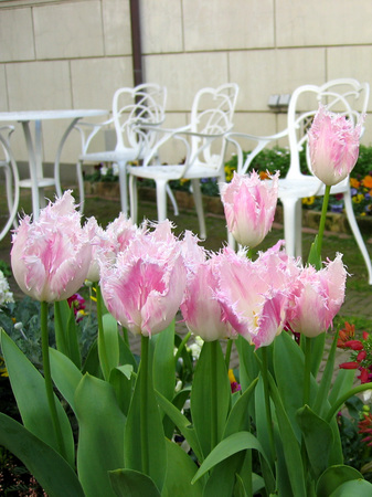20080310_130432_1t_wp.jpg