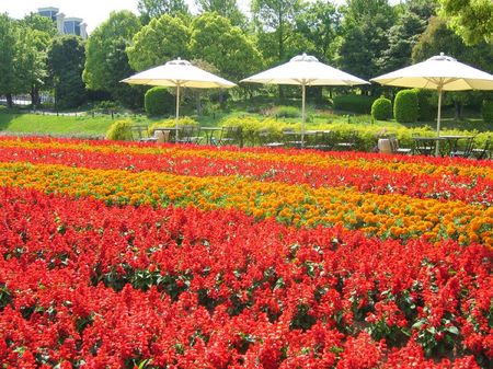 ハウステンボス_キンデルダイクの花畑