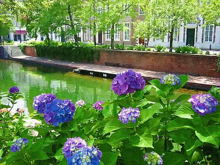 ハウステンボス_アムステル川沿いの紫陽花(油絵風)
