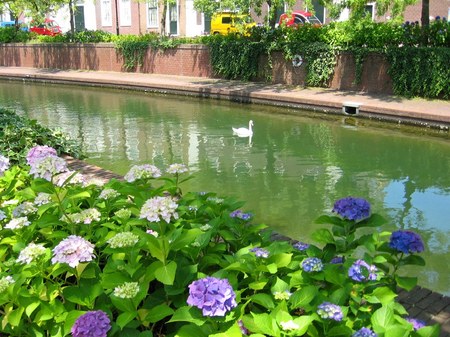ハウステンボス_アムステル川沿いの紫陽花
