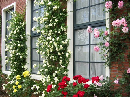 薔薇の街ハウステンボス