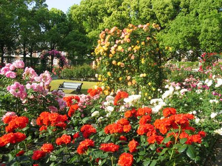 薔薇の街ハウステンボス