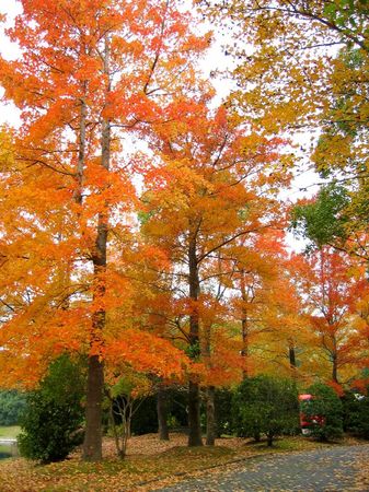 ハウステンボス_ブルーケレンの紅葉