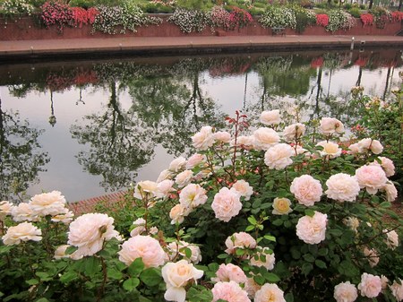ハウステンボス_バラの咲く朝の運河
